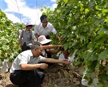 宾川县联社信贷员正在了解果农种植的葡萄挂果及销售情况”
