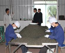 《华坪县联社积极扶持农业龙头企业一体化发展》说明：华坪县联社积极支持茶叶加工企业发展，双方和谐发展，合作共赢。作者：甘弟春”