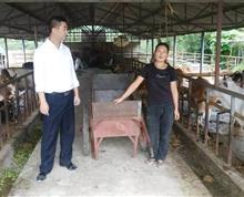 周日休息日，为保证"养牛"贷款发放到户，江东信用社主任的身影还在养牛贷款户家呈现。”
