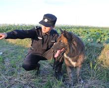 【《我们的犬队》之九】昆明海关政工办 王达众：瑞丽缉毒犬基地”