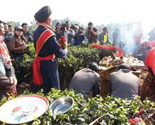 【茶圣的开采仪式】昆明海关隶属盈江海关 张丽珍 ”