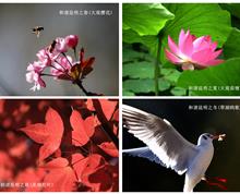 作品名称《和谐昆明四季美（组照）》
作者：赵源
单位：云南省农业科学院农业环境资源研究所
说明：昆明的四季的美就在我们身边，人与自然、人与动物的和谐是最美的，作品是四张照片的组照。”