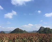罗平红高粱丰收”