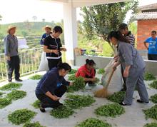 西双版纳监狱茶厂认真分拣分级茶叶鲜叶”