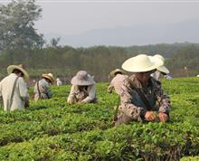西双版纳监狱茶厂开展劳动技能大赛”